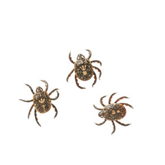  Animal Bedbug Spider Converge on Branch on a White or Clear Surface PNG Transparent Background.png