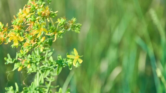 Hypericum perforatum, known as perforate St John's-wort, is a flowering plant in the family Hypericaceae and the type species of the genus Hypericum.