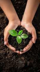 Top view of child hands holding a small plant in his hands. Concept of environment protection and sustainability