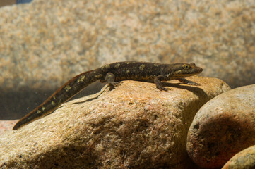 underwater photo oSardinian brook salamander (Euproctus platycephalus), Pike-headed Newt, Sardinian Mountain Newt, Pike-headed Newt, Amphibians Mount Limbara, Gallura, Tampio Pausania, Sardinia, Italy
