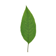 Fototapeta premium Green Leaf PNG Images Transparent Background