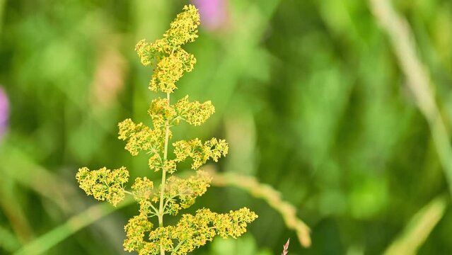 Galium verum (lady's bedstraw or yellow bedstraw) is herbaceous perennial plant of family Rubiaceae. It is widespread across most of Europe, North Africa, and temperate Asia.