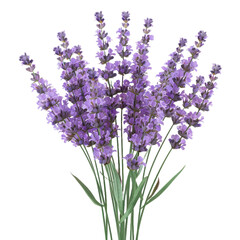 bunch of lavender on a transparent background.png