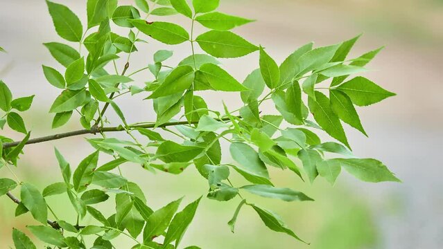 Common Ash, or High Ash (Latin Fraxinus excelsior) - woody plant; a species of the genus Ash of the Olive family (Oleaceae).