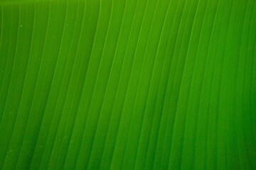 Tropical banana leaf texture. Natural green leaf. Close up of nature foliage background