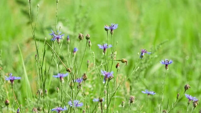 Centaurea cyanus, commonly known as cornflower or bachelor's button, is an annual flowering plant in the family Asteraceae native to Europe. In the past, it often grew as a weed in cornfields.