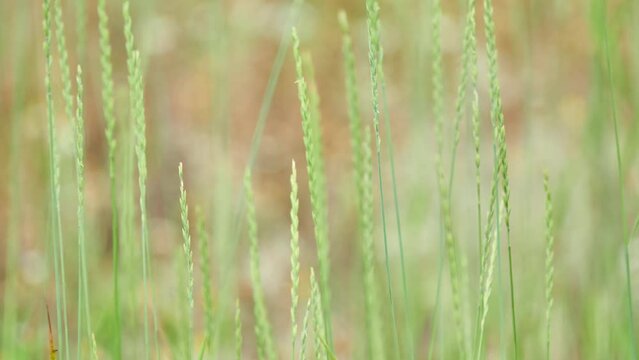 Elymus repens, commonly known as couch grass, is a very common perennial species of grass. Common couch, twitch, quick, quitch (also just quitch), dog or scutch grass, quackgrass and witchgrass.[