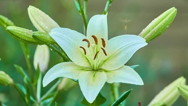 Lilium auratum is one of the true lilies. It is native to Japan and is sometimes called the golden rayed lily or the goldband lily.