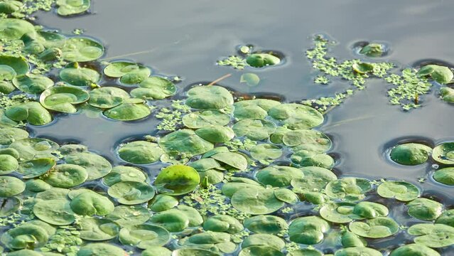 Lilies and caddisflies on a slow, small river.