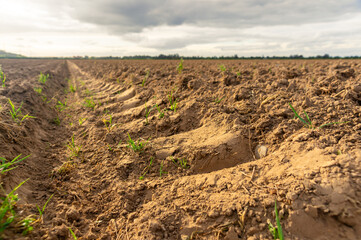 Rural Perspectives: Beauty in the Tractor Tracks.