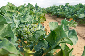 Freshness in the Earth: Broccoli Detail Among Rows of Crops.