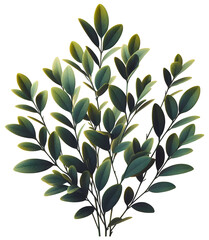Green leaves of tea tree isolated on transparent background.