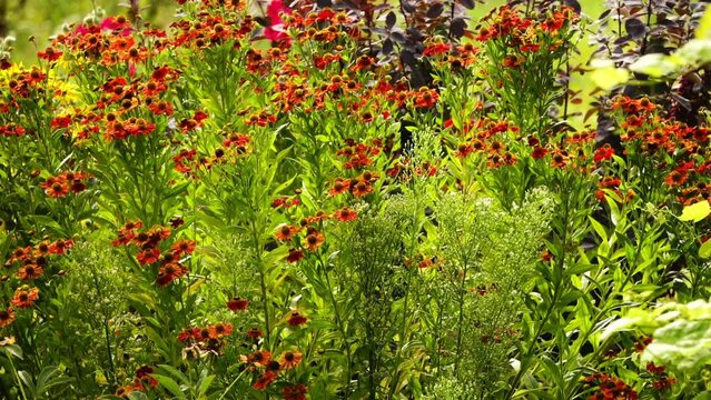 Sort Dunkle Pracht. Gelenium (Latin Helenium) is genus of annual and perennial herbaceous plants of Asteraceae family. 32 species in North and Central America, mainly in the western United States.
