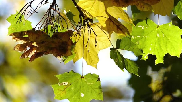 Acer platanoides, commonly known as Norway maple (family Sapindaceae), is a species of maple native to eastern and central Europe and western Asia, from Spain east to Russia.