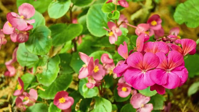 Pelargonium hortorum (Bedding, Fish, Horseshoe, House or Zonal geranium, Zonal pelargonium) is nothospecies of Pelargonium most commonly used as an ornamental plant.