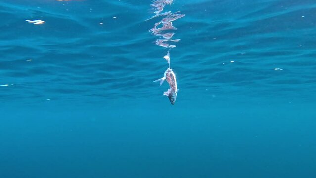 A shredded herring, the remnants of an orca&rsquo;s meal. Check my gallery to see other clips from this series.