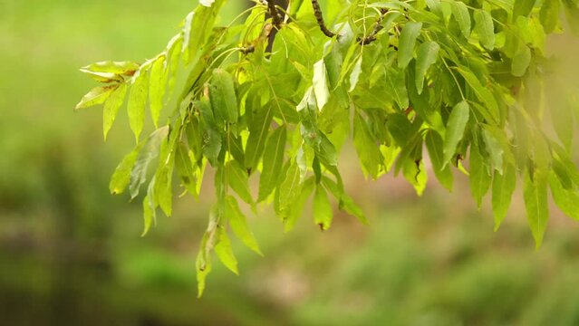 Fraxinus excelsior (Common, European or Black ash, Esche, Ask, Sourwood) is flowering plant species in olive family Oleaceae