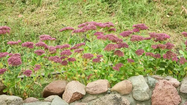 Hylotelephium telephium (Livelong, Orpine, Live-forever, Vit-toujours, Garden stonecrop or orpine, Live-forever or Purple stonecrop, Witch's moneybags) is succulent groundcover of family Crassulaceae