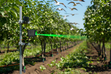 Laser Scarecrow Technology for Prevention of Bird Damage in orchard. Green laser beam and birds in the background