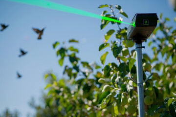 Laser Scarecrow Technology for Prevention of Bird Damage in orchard. Green laser beam and birds in the background