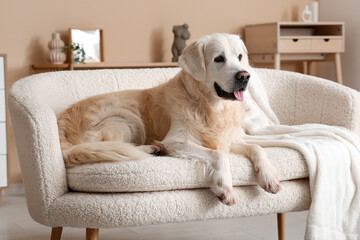 Cute Labrador dog lying on sofa at home