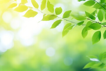 Green tree leaves on blurred background