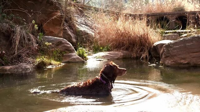 Munsterlander dog playing in the water of a lake.