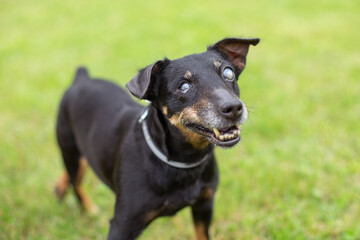 Blind black small dog with eyesore on the grass. 