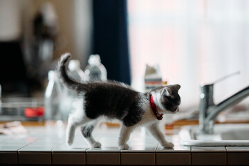 台所を歩く子猫