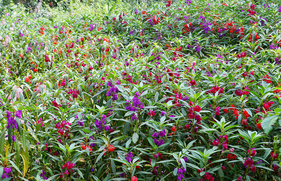 Field of balsam flowers (Impatiens balsamina)