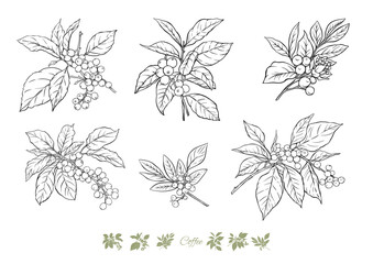 Coffee tree. Branch with leaves and berries. Clip art, set of elements for design Vector illustration. In botanical style
