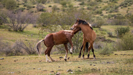Naklejka na ściany i meble Aggressive wild horse stallions throat biting while fighting in the Salt River wild horse management area near Scottsdale Arizona United States