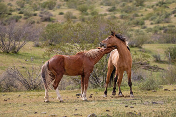 Wild horse stallions biting throats while fighting in the Salt River wild horse management area near Mesa Arizona United States