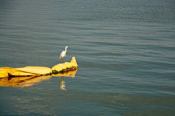 Snowy egret perched on floating containment boom