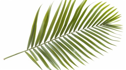 Obraz premium a close up of a palm leaf on a white background with a clipping path to the top of the image.