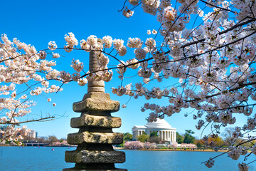 Japanese cherry blossoms and Jefferson Memorial over lake in Washington DC, USA. - obrazy, fototapety, plakaty