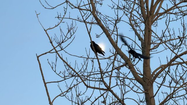 Raven perched in tree and one flying near in slow motion