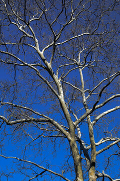crowns of trees against the blue sky