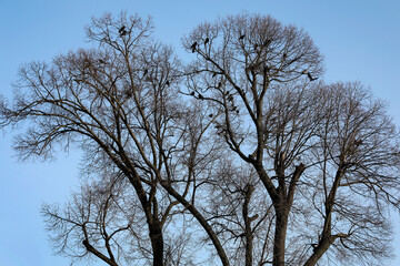 crowns of trees against the blue sky - 767451493