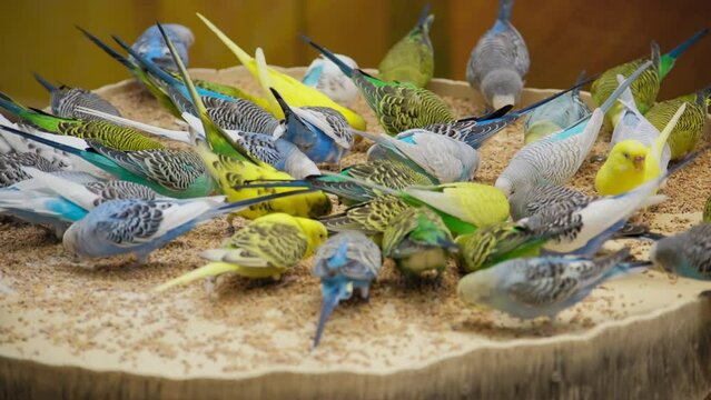 Colorful bright flock of parrots of different colors eats 
