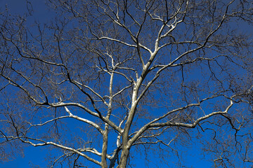 crowns of trees against the blue sky - 767453685