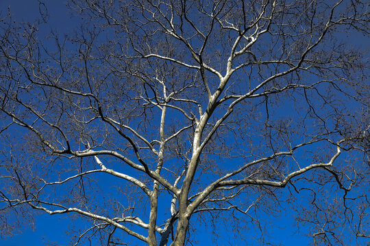 crowns of trees against the blue sky