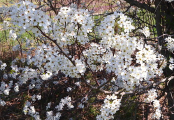 Bradford Pear Tree White Blossoms Early Spring