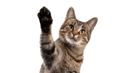 Cat giving high five