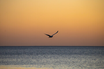 seagulls on the beach at sunset