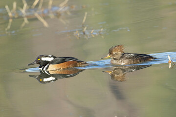 Merganser couple in still water.