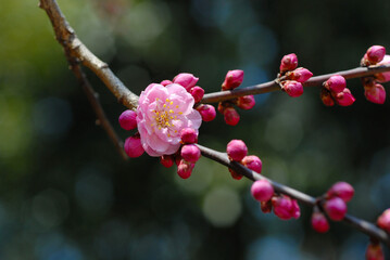 春の北野天満宮　境内の梅の花　京都市上京区