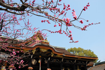 春の北野天満宮　拝殿と梅の花　京都市上京区