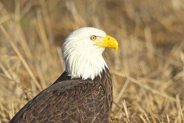 Close up of American bald eagle.