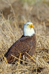 Portraiture of a bald eagle.